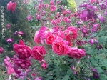 Imrankhan439 Flowers4